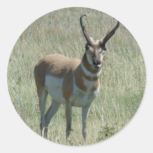 A13 Gabelbock-Antilope Runder Aufkleber (Vorderseite)