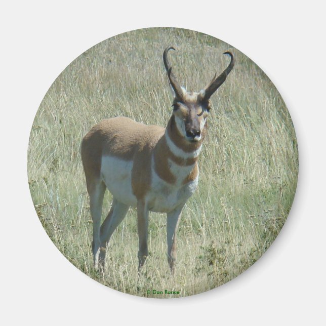 A13 Pronghorn Antelope Big Buck Magnet (Vorne)