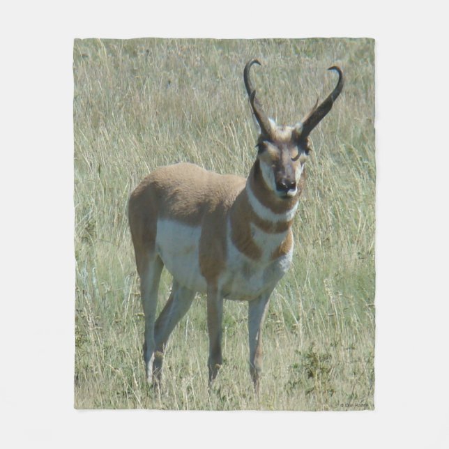 A13 Pronghorn Antelope Buck Fleecedecke (Vorderseite)