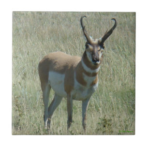 A13 Pronghorn Antelope Buck Fliese
