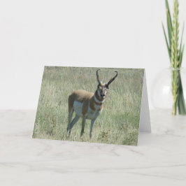 A13 Pronghorn Antelope Buck Karte