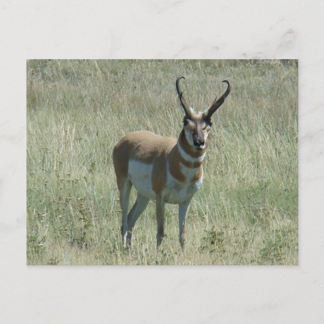 A13 Pronghorn Antelope Buck Postkarte (Vorderseite)