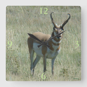 A13 Pronghorn Antelope Buck Quadratische Wanduhr