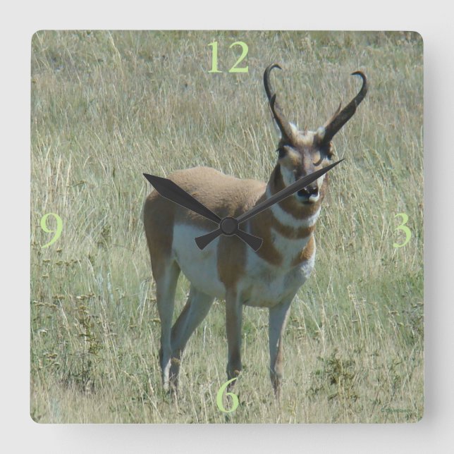 A13 Pronghorn Antelope Buck Quadratische Wanduhr (Vorderseite)