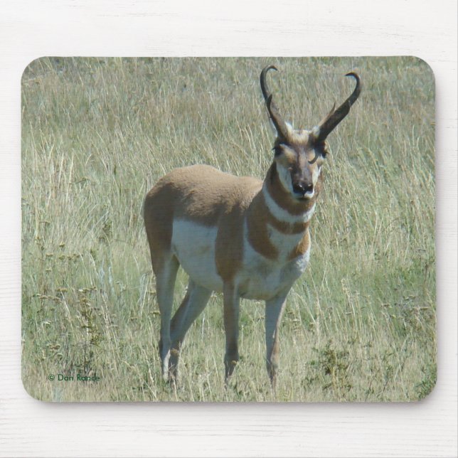 A13 Pronghorn Antilopen-Dollar Mousepad (Vorne)