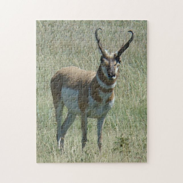 A13 Pronghorn Antilopen-Dollar Puzzle (Vertikal)