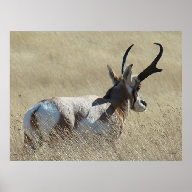 A14 Gabelbock-Sonnenbock Poster (Vorne)