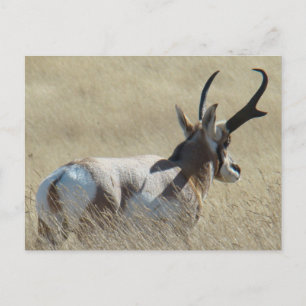 A14 Gabelbock-Sonnenbock Postkarte
