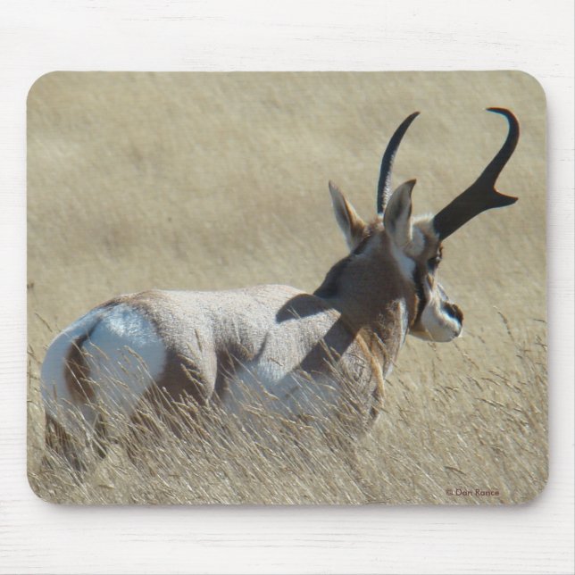 A14 Pronghorn Antelope Sunshine Buck Mousepad (Vorne)