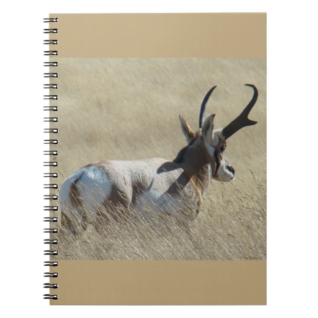 A14 Pronghorn Antelope Sunshine Buck Notizblock (Vorderseite)