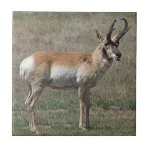 A15 Pronghorn Antelope Rude Buck Fliese