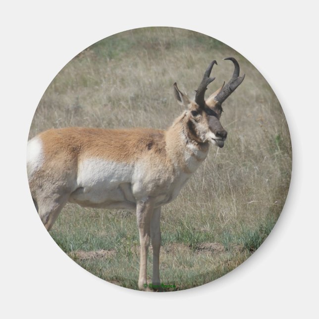 A15 Pronghorn Antelope Rude Buck Magnet (Vorne)