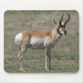 A15 Pronghorn Antelope Rude Buck Mousepad