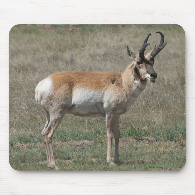 A15 Pronghorn Antelope Rude Buck Mousepad (Vorne)