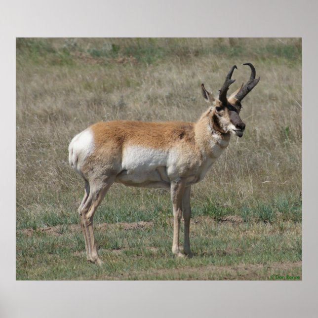 A15 Pronghorn Antelope Rude Buck Poster (Vorne)