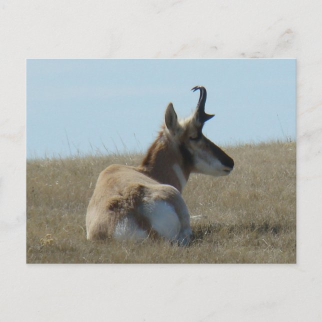 A16 Gabelbock-Schlaf Postkarte (Vorderseite)
