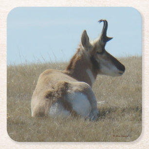 A16 Pronghorn Antelope Napping Buck Rechteckiger Pappuntersetzer