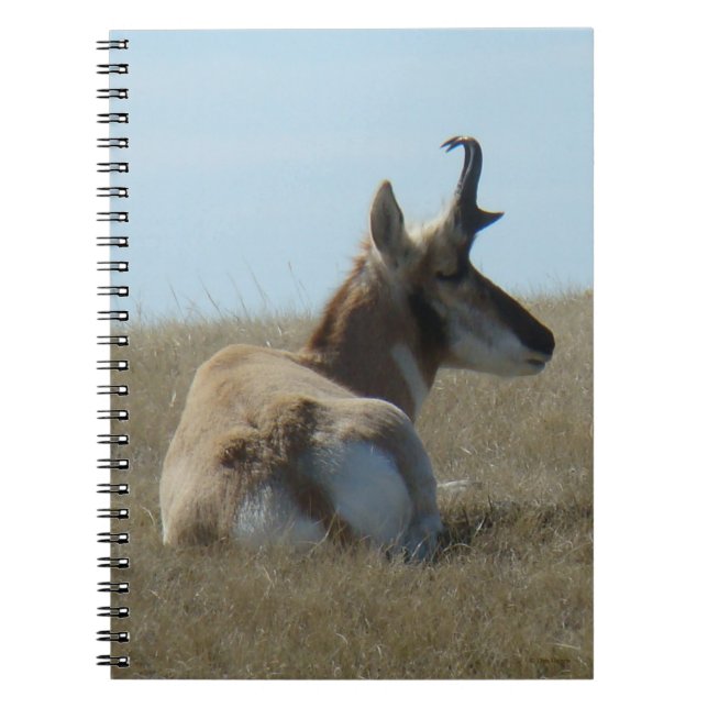 A16 Pronghorn Antelope Napping Notizblock (Vorderseite)