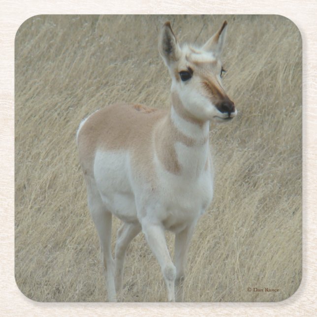 A17 Pronghorn Antelope Rechteckiger Pappuntersetzer (Vorderseite)