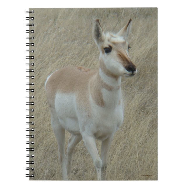 A17 Young Pronghorn Antelope Notizblock (Vorderseite)