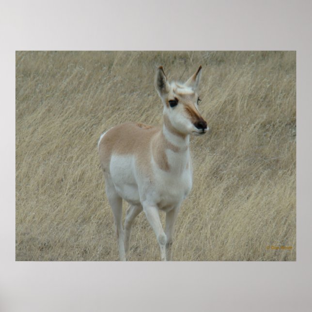 A17 Young Pronghorn Antelope Poster (Vorne)