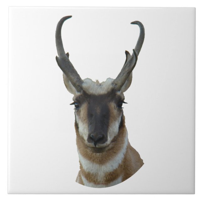 A19 Gabelbock Kopfschuss Fliese (Vorderseite)