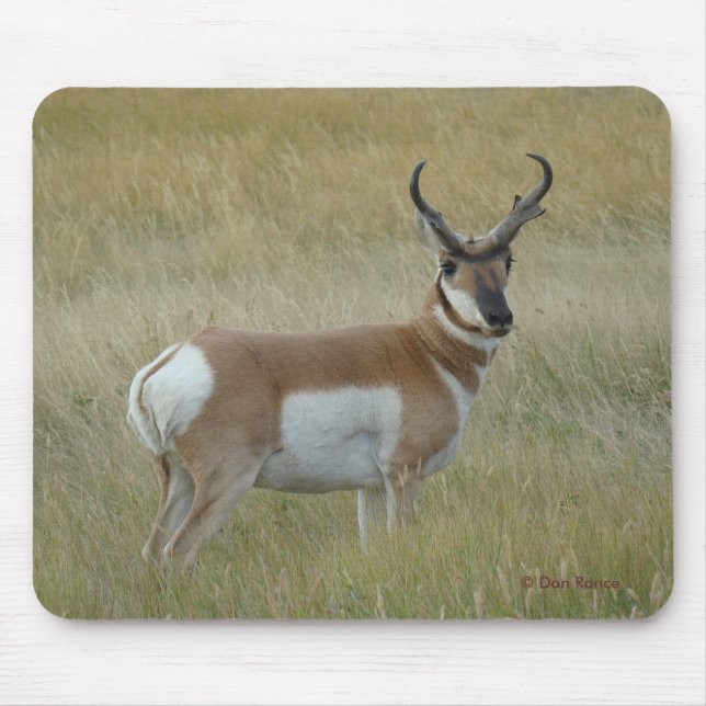 A1 Pronghorn Antelope Big Buck Mousepad (Vorne)