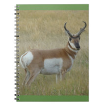 A1 Pronghorn Antelope Big Buck
