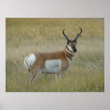 A1 Pronghorn Antelope Big Buck