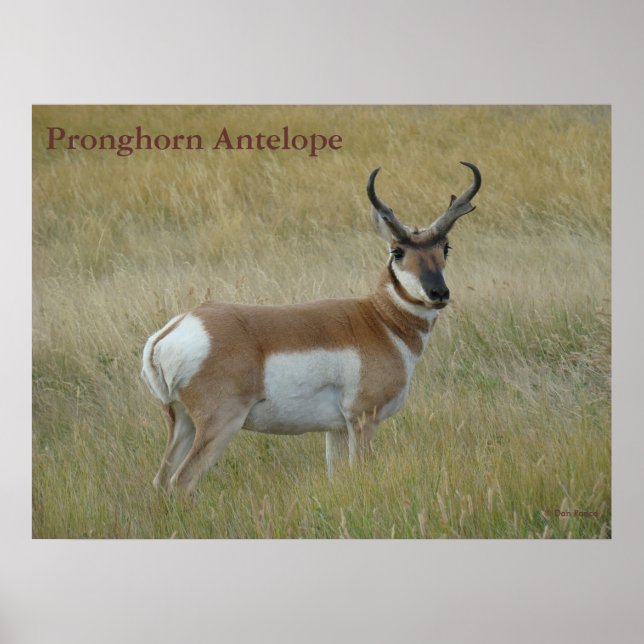 A1 Pronghorn Antelope Big Buck Poster (Vorne)