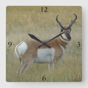 A1 Pronghorn Antelope Big Buck Quadratische Wanduhr