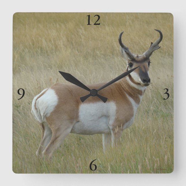 A1 Pronghorn Antelope Big Buck Quadratische Wanduhr (Vorderseite)