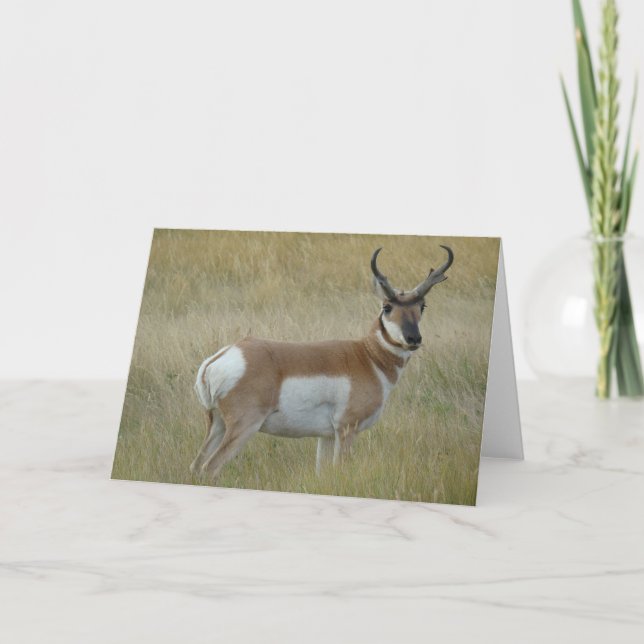 A1 Pronghorn Antelope Buck Karte (Vorderseite)