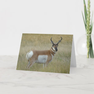 A1 Pronghorn Antelope Buck Karte