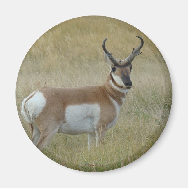 A1 Pronghorn Antelope Magnet (Vorne)