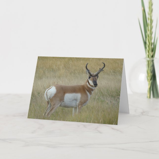 A1 Pronghorn Antilopen-Dollar Karte (Vorderseite)
