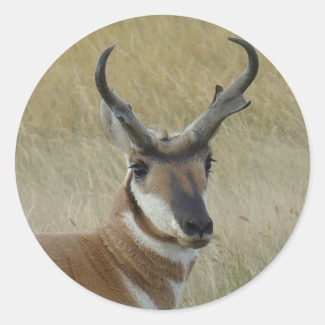 A21 Pronghorn Antelope Buck Shot Runder Aufkleber (Vorderseite)