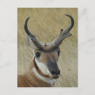 A21 Pronghorn Antelope Head Shot Postkarte