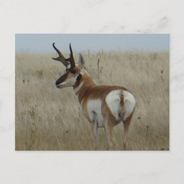 A22 Pronghorn Antelope Big Buck Postkarte (Vorderseite)