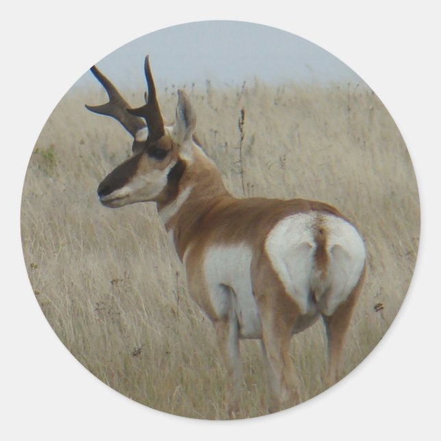 A22 Pronghorn Antelope Buck Runder Aufkleber (Vorderseite)