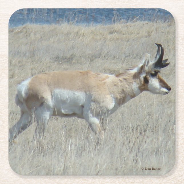 A23 Junges Gabelbock Rechteckiger Pappuntersetzer (Vorderseite)