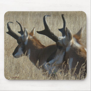 A23 Pronghorn Antelope Young Bucks Head Shot Mousepad