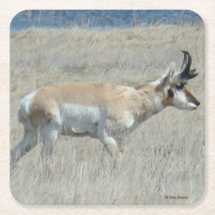 A23 Young Pronghorn Antelope Rechteckiger Pappuntersetzer