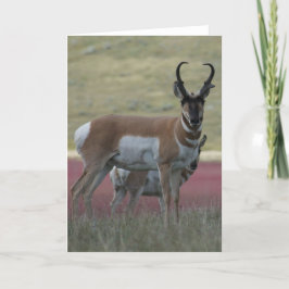 A24 Pronghorn Antelope Buck Karte