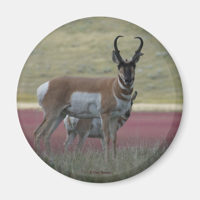 A24 Pronghorn Antelope Magnet (Vorne)