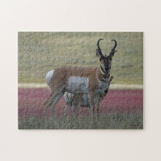 A24 Pronghorn Antelope Puzzle (Horizontal)
