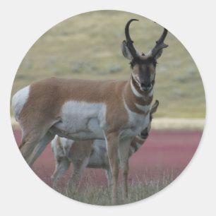 A24 Pronghorn Antelope Runder Aufkleber