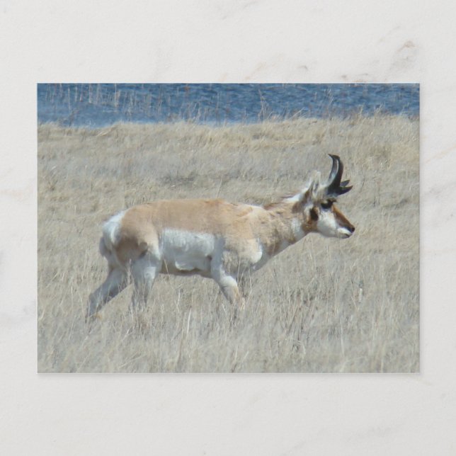 A25 Gabelbock Junger Bock Postkarte (Vorderseite)