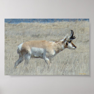 A25 Pronghorn Antelope Buck Poster