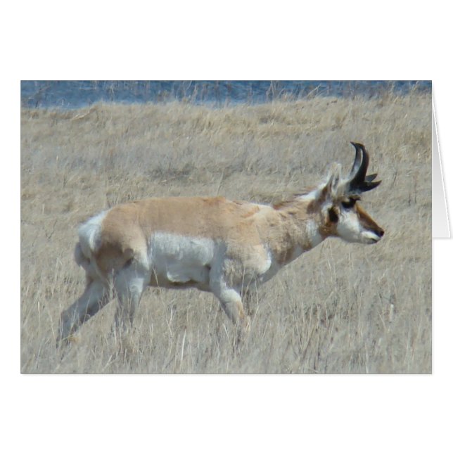A25 Pronghorn Antelope Young Buck (Vorderseite (Horizontal))